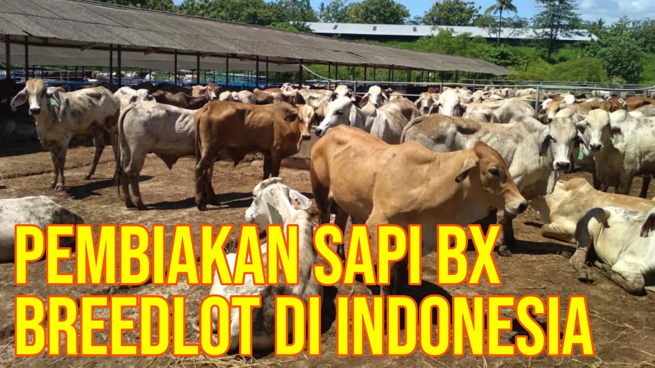 
                                 Breeding-Sapi-Brahman-Cross-BX-Di-Feedloter-Indonesia.jpg